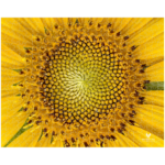 Sunflower Puzzle