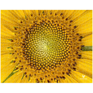 Sunflower Puzzle