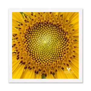 Sunflower Paper Napkins