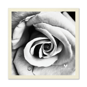 Timeless Rose Paper Napkin